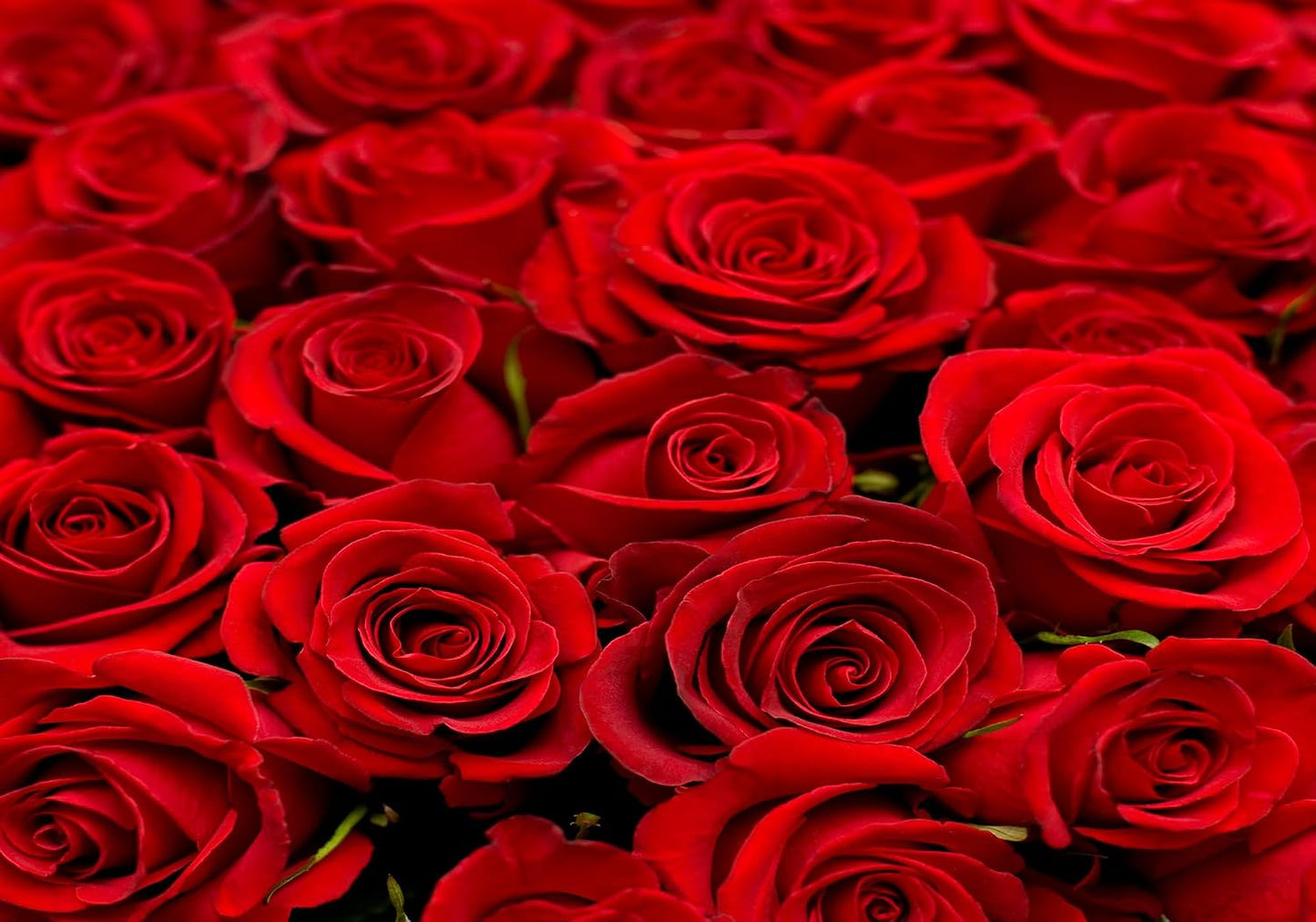 SHDASMIL 6X4ft Bright Red Roses Close Up Backdrop Fresh Floral Bouquet Background for Valentines Day Wedding Party