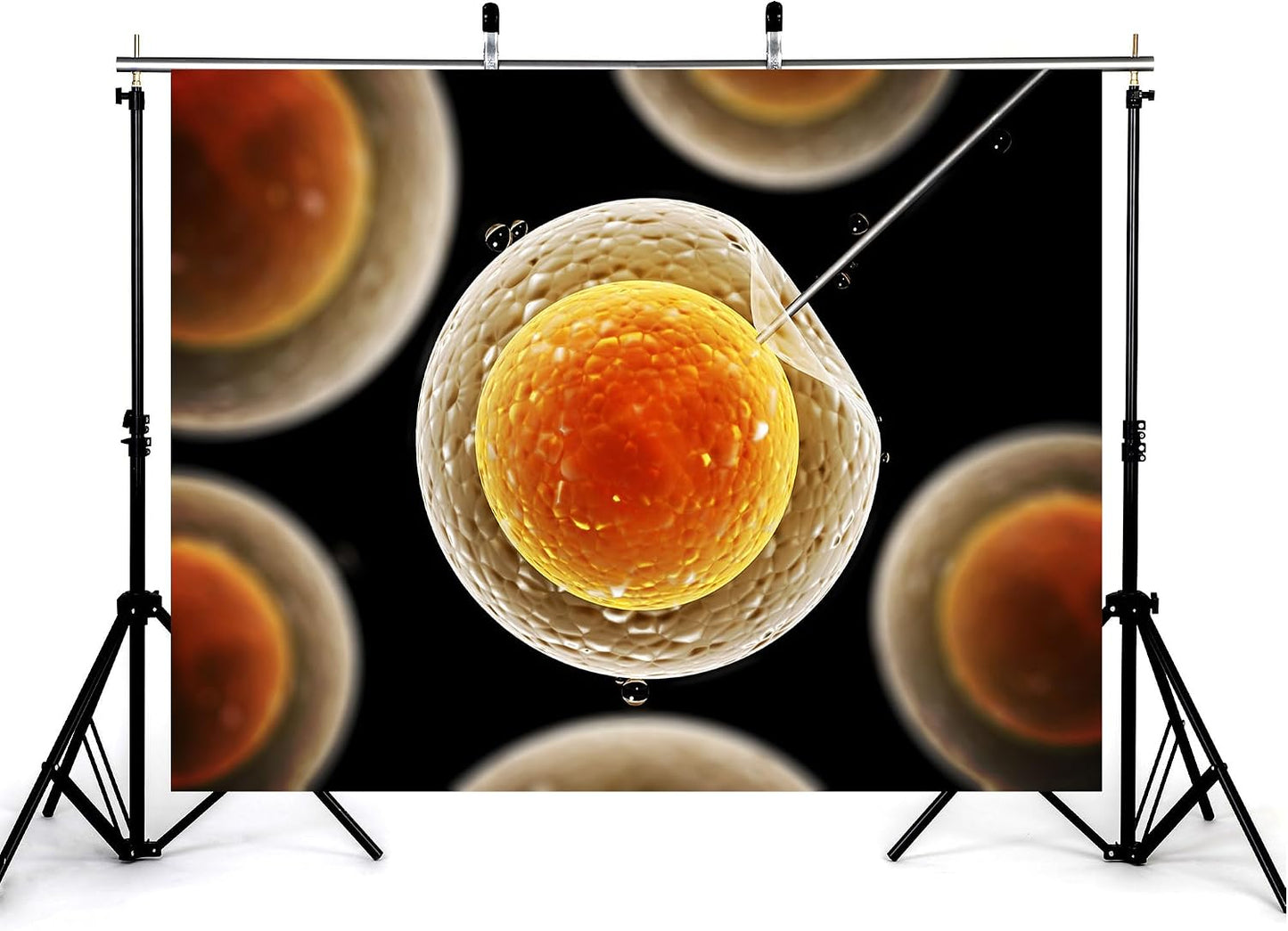 KeyWork 8x6ft Egg Cell Fertilization Backdrop Reproductive Medical Photography Background for Science Fair Health Event